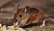 tree-injection-for-pest-control Experts in Hilldale